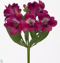 Alstroemeria - by one